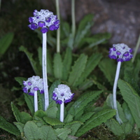 Primula capitata