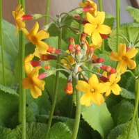 Primula chungensis