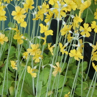 Primula cockburniana 'Kevock Sunshine'
