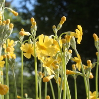 Primula cockburniana 'Kevock Sunshine'