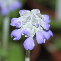Primula concholoba
