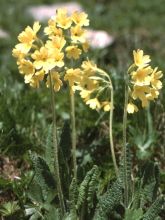 Primula elatior