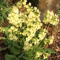 Primula elatior
