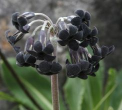 Primula melanantha. Photo Jozef Lemmens