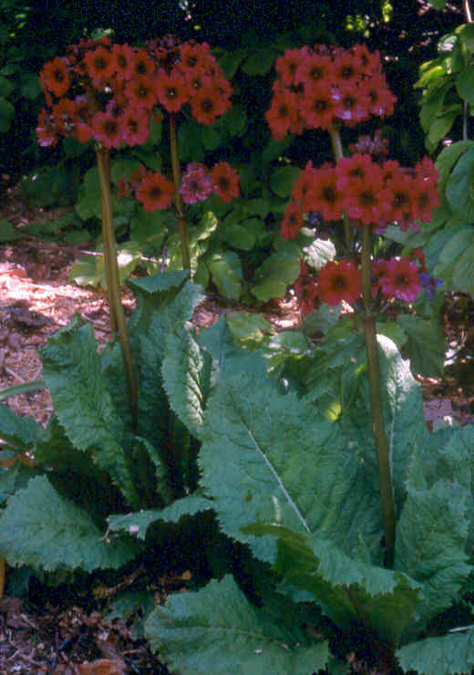 Primula japonica 'Miller's Crimson'