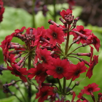 Primula japonica 'Miller's Crimson'