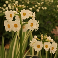 Primula japonica 'Postford White'