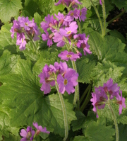 Primula jesoana var. pubescens