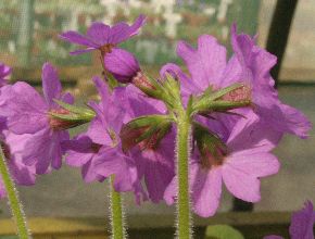 Primula jesoana var. pubescens