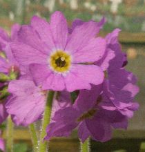 Primula jesoana var. pubescens