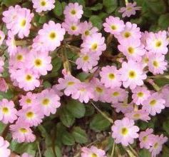 Primula 'Johanna'