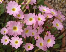 Primula 'Johanna' flowers