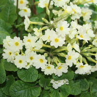 Primula 'Lady Greer'