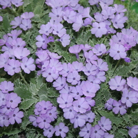 Primula marginata 'Caerulea'