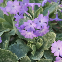 Primula marginata 'Caerulea'