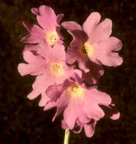 Primula involucrata subsp. yargongensis
