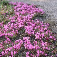 Primula 'Peter Klein'