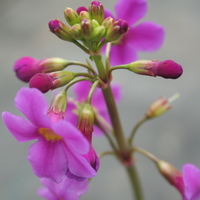 Primula poissonii