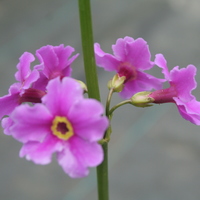 Primula poissonii