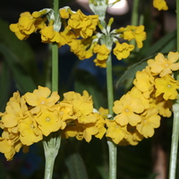 Primula prolifera