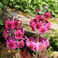 Primula pulverulenta