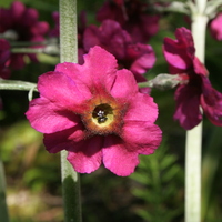 Primula pulverulenta thrum