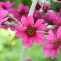 Primula pulverulenta pin
