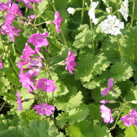 Primula sieboldii