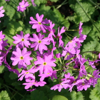 Primula sieboldii