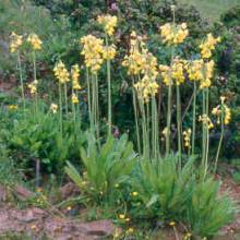 Primula sikkimensis