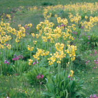 Primula sikkimensis