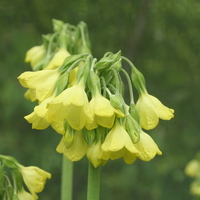 Primula sikkimensis very large form