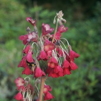 Primula sikkimensis red form