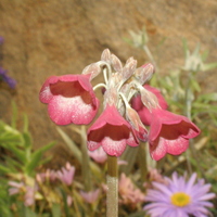 Primula sikkimensis red first generation