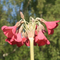 Primula sikkimensis red first generation