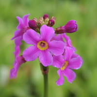 Primula stenodonta