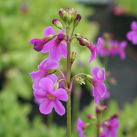 Primula stenodonta