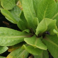 Primula stenodonta foliage