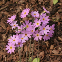 Primula stricta
