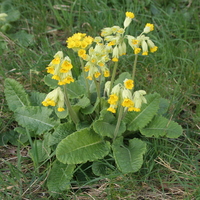 Primula veris