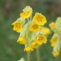 Primula veris