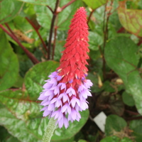Primula vialii