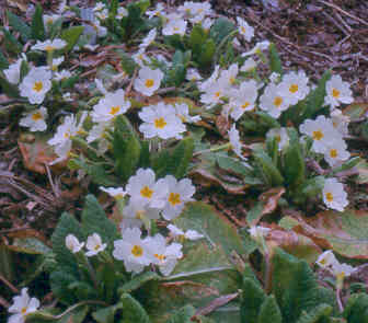 Primula 'Gigha'