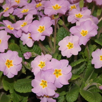 Primula vulgaris subsp. sibthorpii