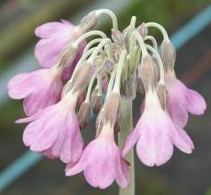 Primula waltonii