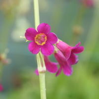 Primula wilsonii