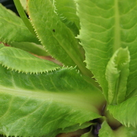 Primula wilsonii foliage
