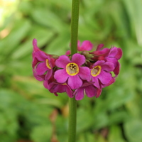 Primula wilsonii var. wilsonii flowers