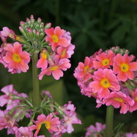 Primula x bulleesiana