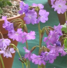 Primula involucrata subsp. yargongensis
